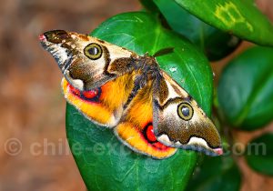 Polythysana cinerascens (papillon à quatre yeux)