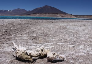 Sur les rives de la laguna Verde, Nevado Tres Cruces