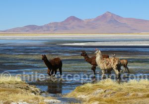 Lamas Altiplano