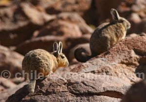 Viscache des montagnes d'Amérique du Sud