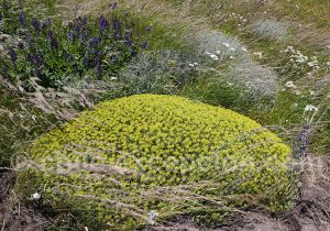 Flore Typique du sud Chili