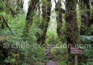 Sentier Cascadas parc Pumalin