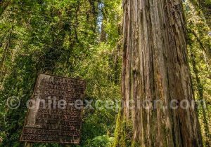 Alerce, parc Pumalin