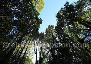 Voyage dans le parc Pumalin