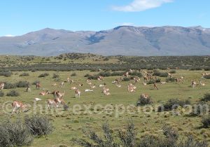 Safari photographique animalier au Chili