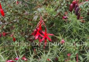 Voyage thémathique en Patagonie