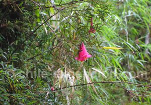 Botanique en Patagonie