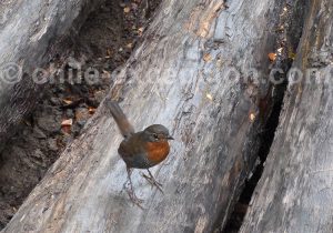 Faune aviaire du Chili