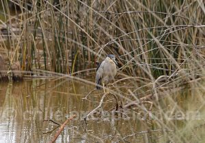 Bihoreau gris, Laguna Torca, Llico