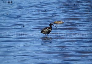 Ibis à face blanche, Laguna Torca