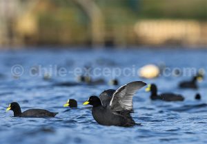 Foulque à jarretières, Laguna Torca, Centre du Chili