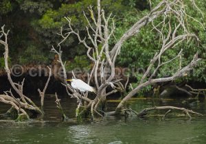 Grande Aigrette, Laguna Torca, Maule