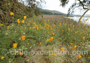 Pavot de Californie, rives de la laguna Torca