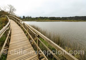 Visite de la Laguna Torca, Centre du Chili