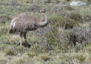 Nandou de Darwin, sud Chili