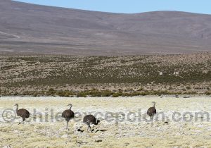 Nandus, Rhea pennata, nord Chili