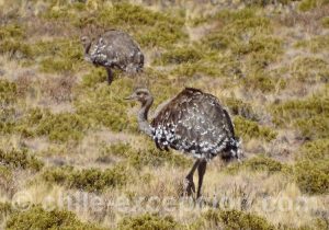 Rhea pennata tarapacensis