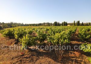 Vignoble de la viña Männle