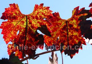 Promenade dans les vignes