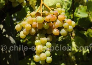 Science du vin qu Chili