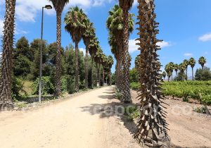 Entrée de la viña Estampa