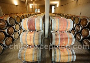 Cave de la viña Maquis