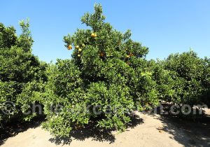Arbres fruitiers viña Encierra