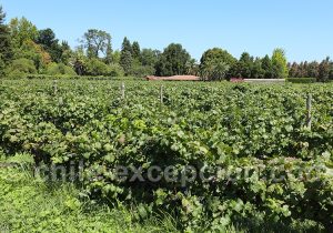 Les meilleurs vins du Chili