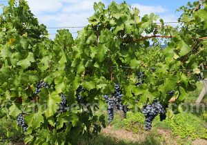 Cépage Carmenere, viña Maquis