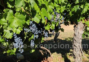 Carmenère, viña Caven