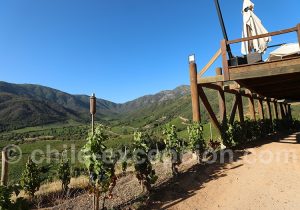 Mirador de Robleria, viña Ventisquero
