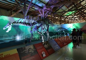 Musée Paléontologique de Caldera, Copiapo
