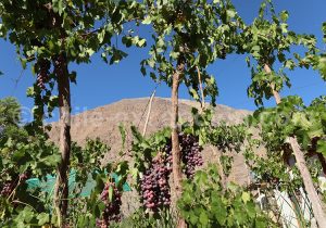 Moscatel Rosado pour le Pajarete