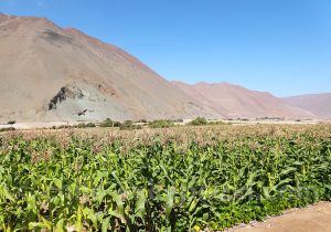 Champ de maïs, caleta Vitor, Arica