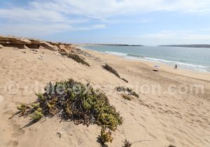 Bahía Cisne, Copiapo