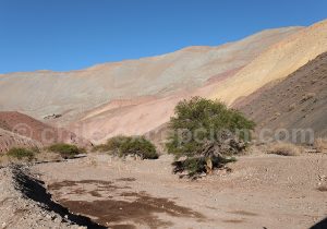 Arbre tamarugo dans la vallée La Totora