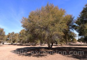 Prosopis tamarugo