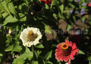 Les fleurs d'Antumalal