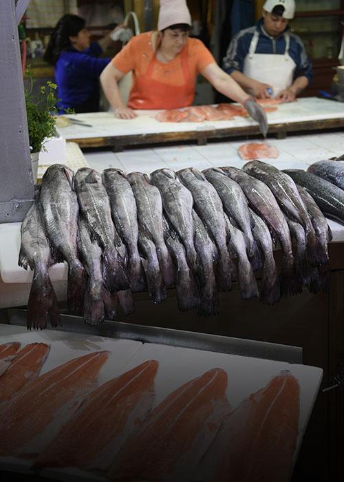 Tout savoir économie du saumon