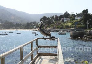 Voyage au Chili, découverte de Zapallar