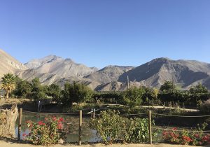 Aba domaine viticol pour produire du pisco