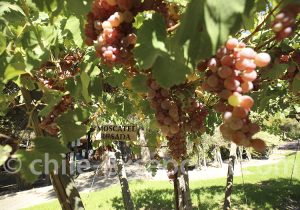 Cépage Rosa Pastilla