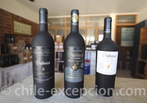 Chili Norte Chico vigne Dalbosco