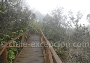 Climat du petit Nord