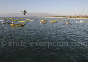 Guanaqueros, Norte Chico