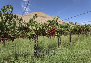 Vignes de muscat rosé Chili