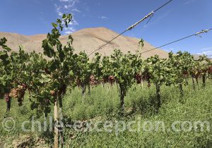 Vignes de rosé vallée del Elqui