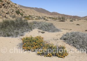Séjour au désert d'Atacama
