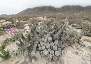 Désert fleuri, parc de Challe, Chili