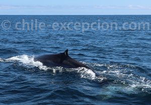 Les baleines Caleta Chañaral de Aceituno